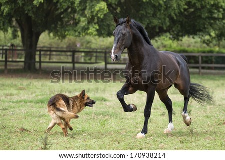 Bay lusitano stallion runs in a field playing with his canine friend