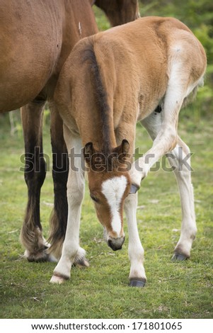 New Forest Pony foal scratches his itchy ear