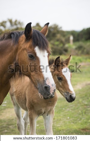 New Forest pony mare and foal portrait