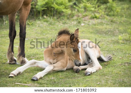New Forest pony foal lays down in the ground after sleeping