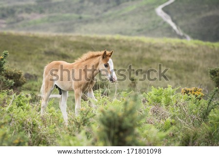 New Forest Pony foal walks ina typical English landscape