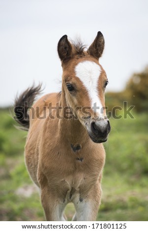 New Forest pony foal portrait