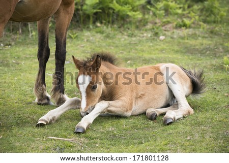 New Forest pony foal lays down in the ground after sleeping