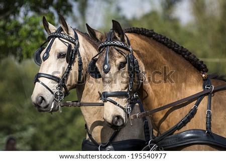 Portrait of a beautiful pair of lusitanos prepared for driving competition