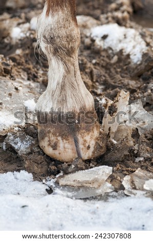 Horse hoof in winter ground with ice