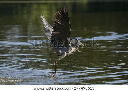 Grey Heron fly away with fish