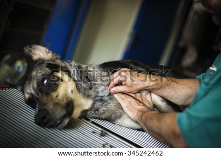 Dog doing blood transfusion for donating blood