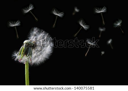 Dandelion flower and flying seeds on black background.