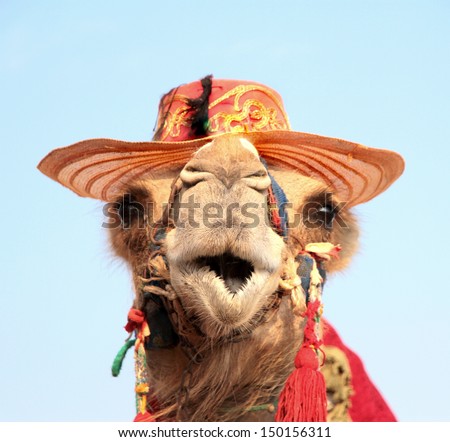 Funny Portrait Of Camel With Hat