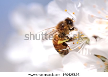 Honey bee collecting pollen from flowers.