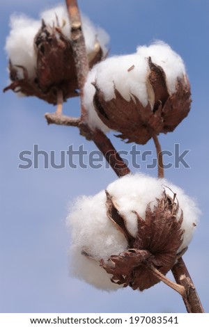 Cotton plant. Ripe cotton ready for harvesting.