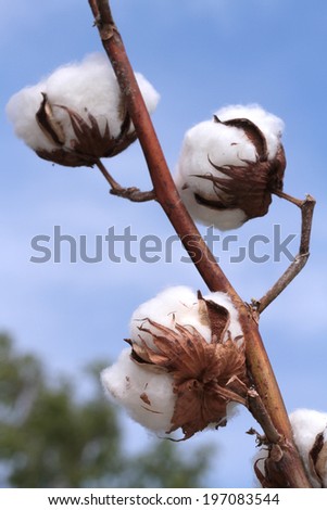Cotton plant. Ripe cotton ready for harvesting.