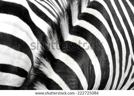 Zebra fur and mane