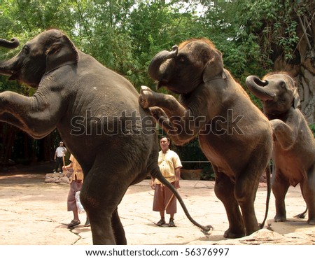 BANGKOK, THAILAND - MAY 25: These elephants stand on their rear legs in an elephant show at Safari world May 25, 2010 in Bangkok, Thailand.