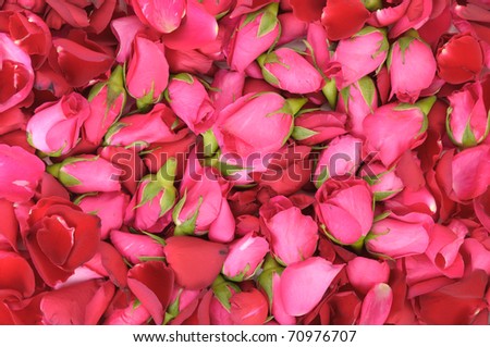 pink roses. stock photo : pink roses and red rose petals as a background