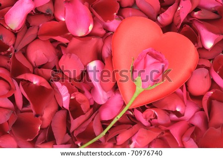 hot pink rose petals. hot pink rose petals. Red And Pink Rose Petals. Red And Pink Rose Petals.