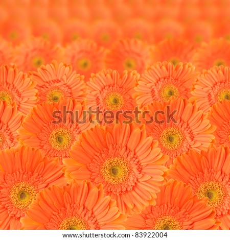 Orange daisy-gerbera as background and pattern