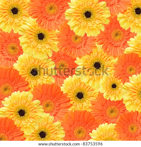 Yellow and orange daisy-gerbera as a background and pattern