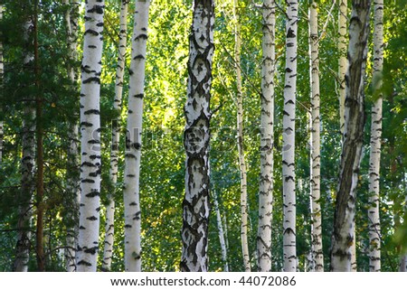 Russian Summer Birch (Betula Alba) Woods. Beauty Landscape Stock ... Russian Summer Birch (Betula Alba) Woods. Beauty Landscape Stock ...