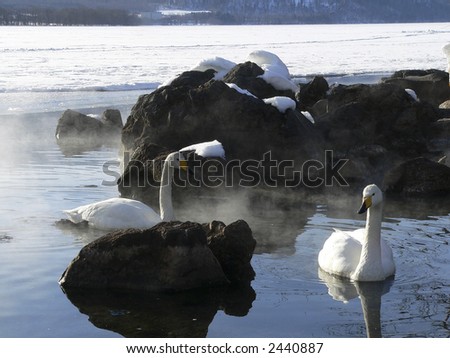 Swans on a frozen lake  (Near a hot spring in Hokkaido, Japan)