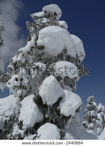 Snow-covered fir tree (So-called ice monster in Zao in Norther Japan