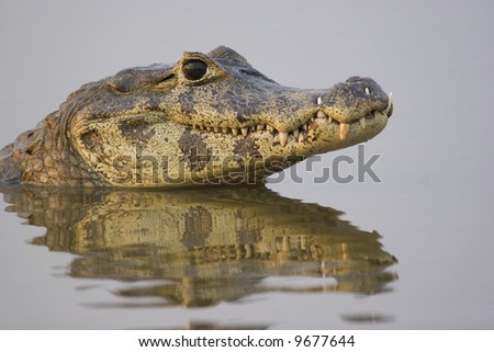 caiman. Spectacled caiman (caiman