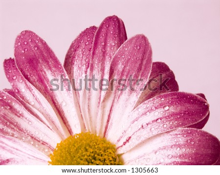 Pink+daisies+flowers