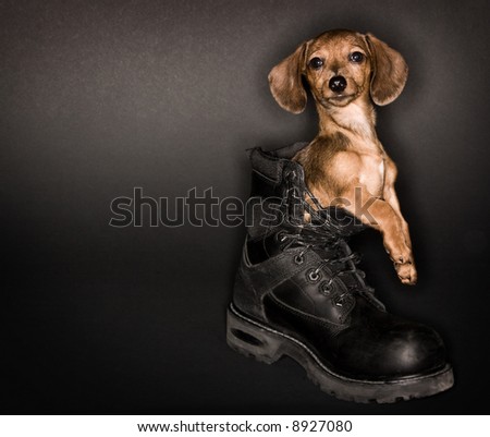 Dachshund Wiener Dog puppy