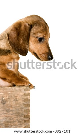 Dachshund Wiener Dog puppy peaking out of a box