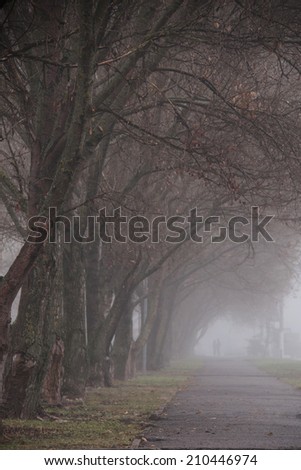 Forest trail among the beech trees on a foggy, rainy autumn day.