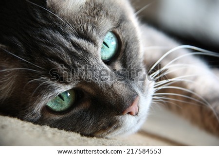 smart look green-eyed cat lying