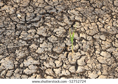 single Plant grow on a dry land in Drought time