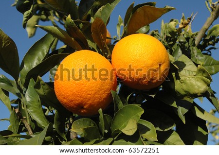 Pics Of Oranges. stock photo : pair of oranges