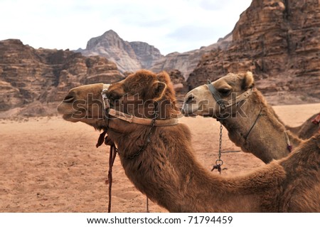 two camels in the desert, Wadi Ram Jordan