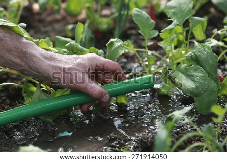 hand holding a hose and watering radishes