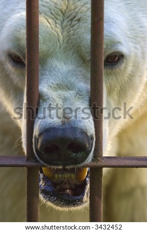 Angry polar bear behind the bars
