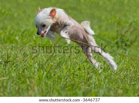 Chinese crested dog puppy playing - big jump