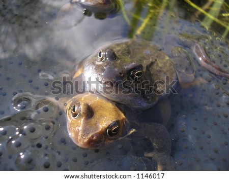 Frog Mating