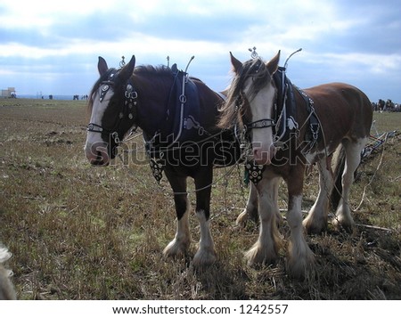 Shire Horses Ploughing