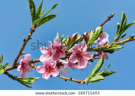 Branches with beautiful pink peach flowers bloom in spring against the blue sky