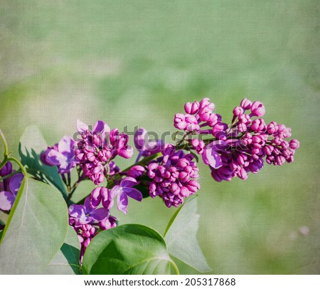 Purple lilac flower close-up over canvas background. Selective focus with shallow depth of field.