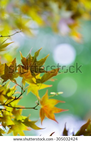 Autumn leaves on a bright sunny background