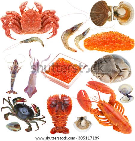 Animal set, shellfish seafood crab and shrimp collection