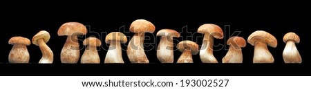 Mushroom family, Cep (Boletus edulis) - king of pore fungi / esculent mushrooms on black background
