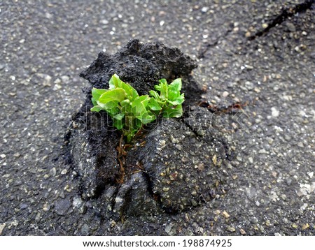 Nature Wins. Tree vs asphalt / outdoors photography of small sprout making the way through firm asphalt