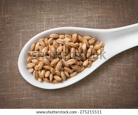 Pearl barley in white porcelain spoon / high-res photo of grain in white porcelain spoon on burlap sackcloth background