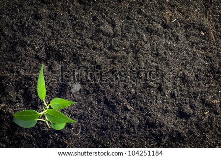 soil background with plant