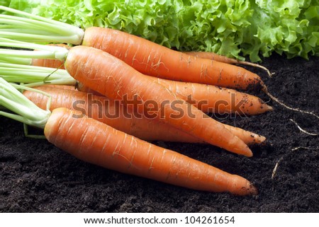 carrots organic in the garden