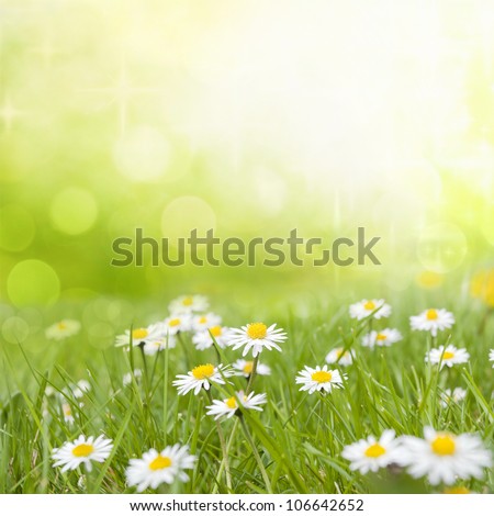 Daisy flowers on meadow in green grass abstract background floral design