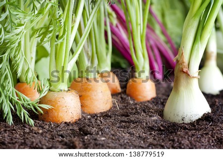 Many Fresh Organic Vegetables Growing In The Garden Closeup